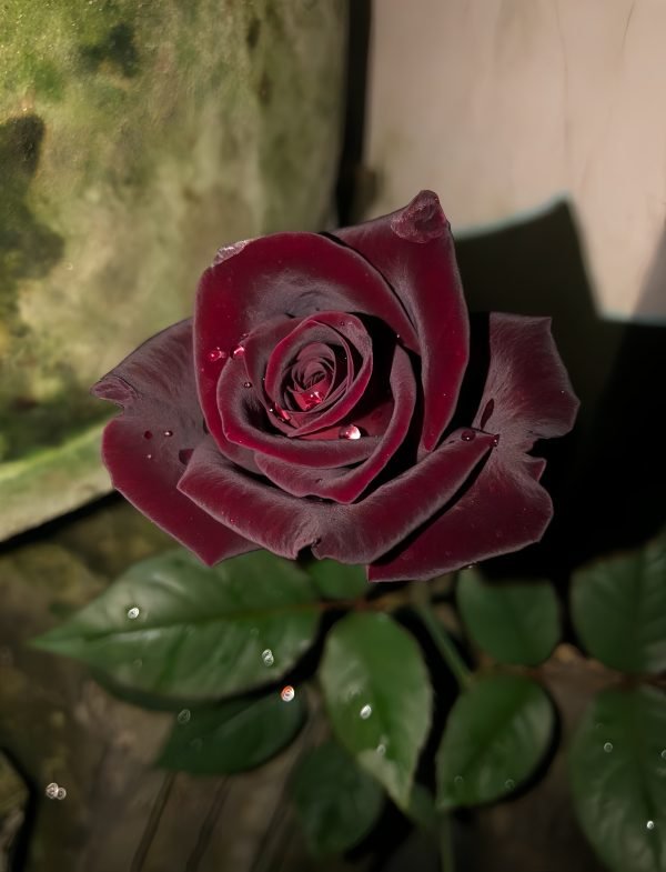 rose baccara black
