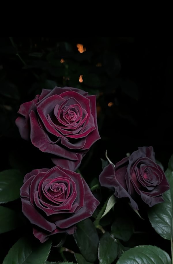 baccara black rose