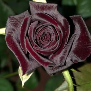 black baccara rose