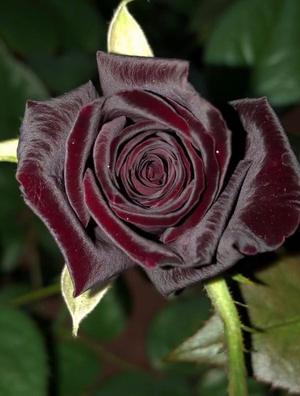 black baccara rose