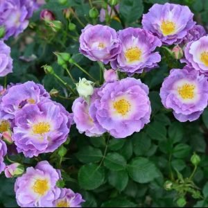 Blue For You Rose