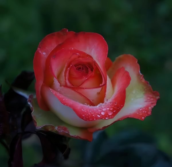 Boheme Roses
