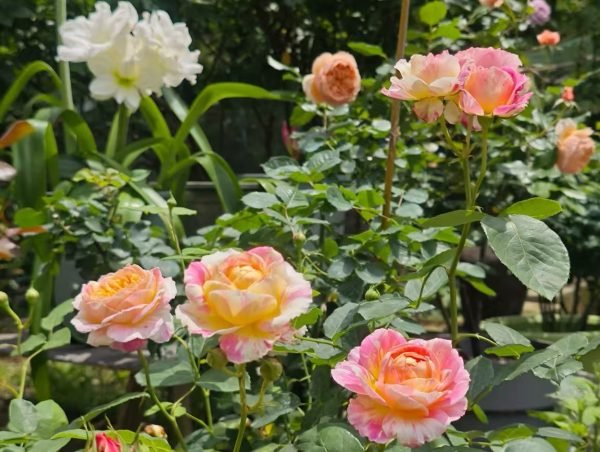 claude monet climbing rose