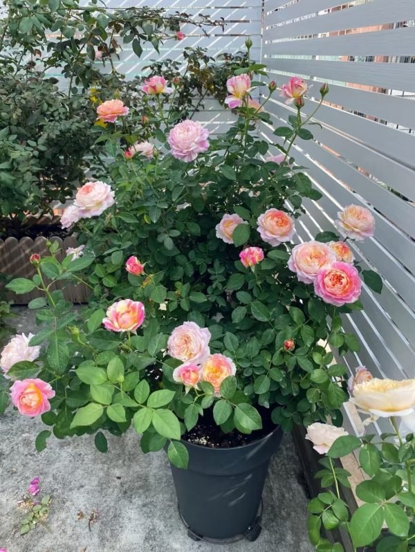 claude monet rose bush
