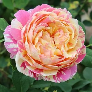 claude monet rose