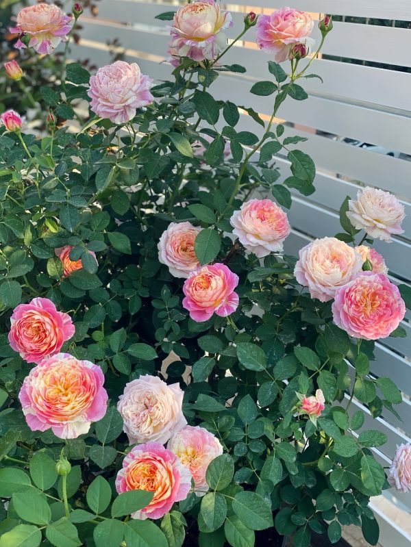 rose claude monet