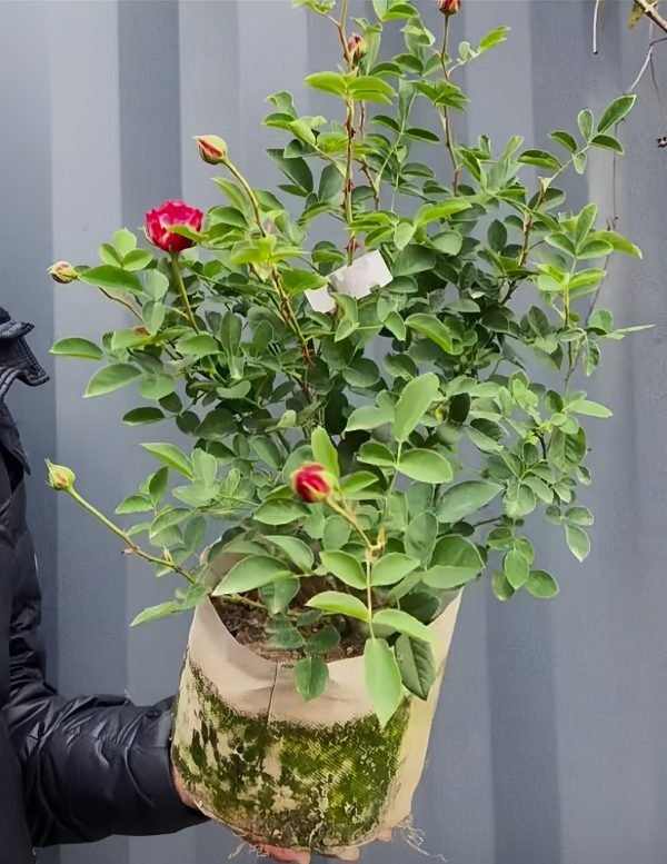 claude monet rose for sale