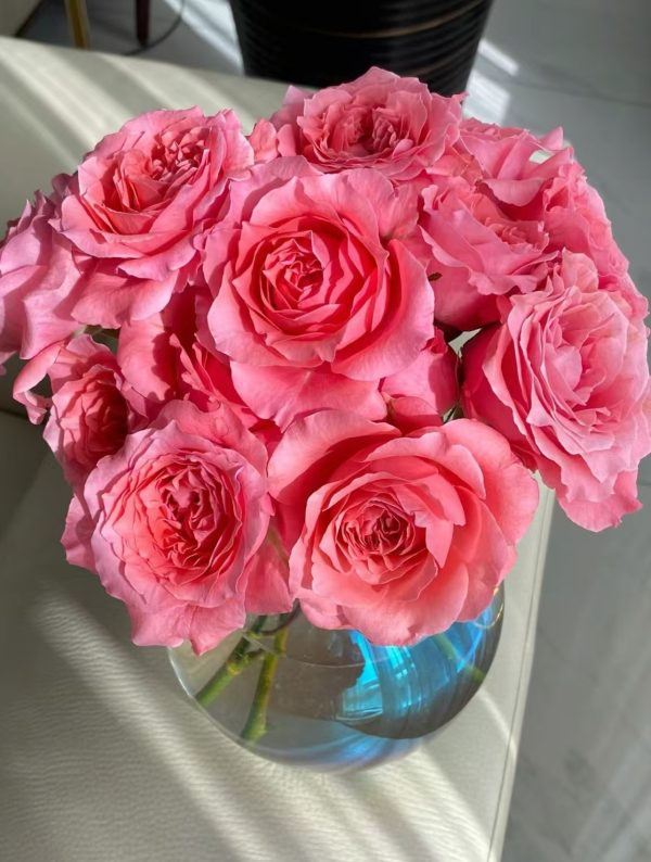 corail gelee rose