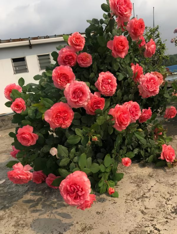 corail gelee rose for sale丨Your roses