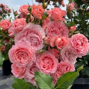 corail gelee rose丨Your roses