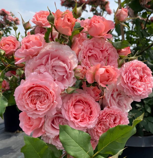 corail gelee rose丨Your roses