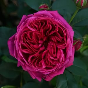 Darcey Bussell Rose for sale