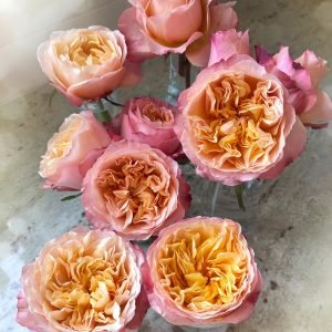 Edith Rose for sale
