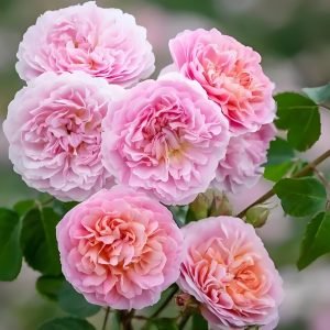 eustacia vye rose