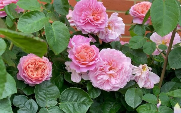 eustacia vye roses