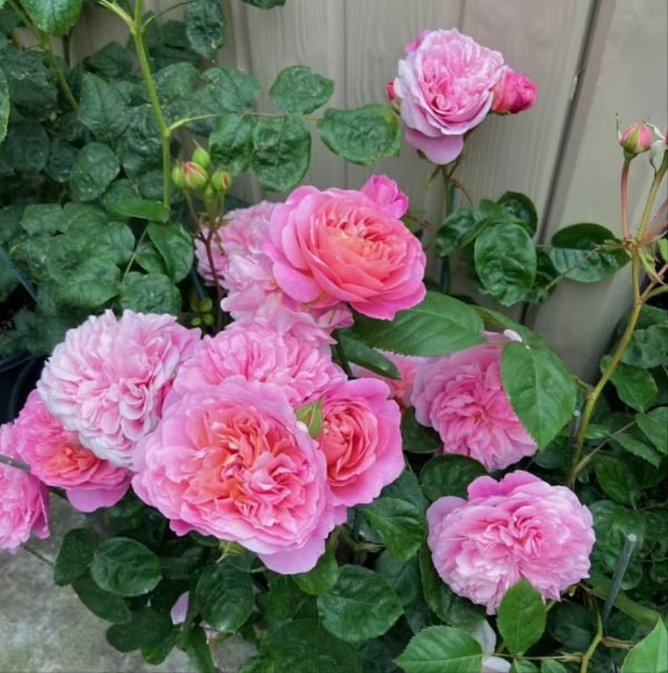 rosa eustacia vye rose