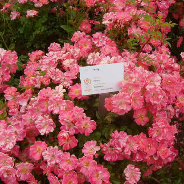 Ferdy Rose for sale