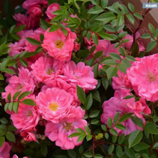 rosa ferdy
