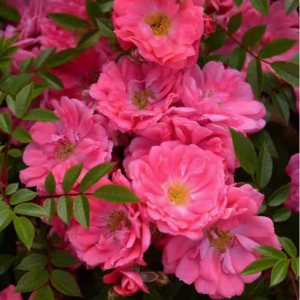 ferdy roses