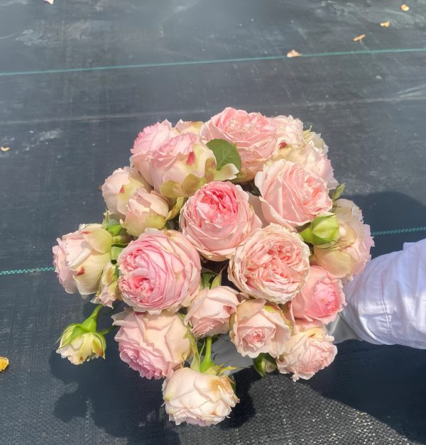 first lady rose