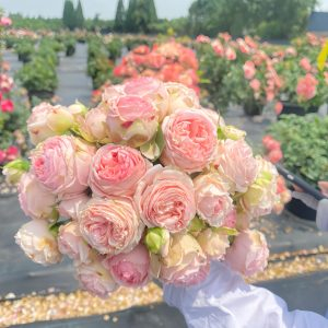 first lady rose plant