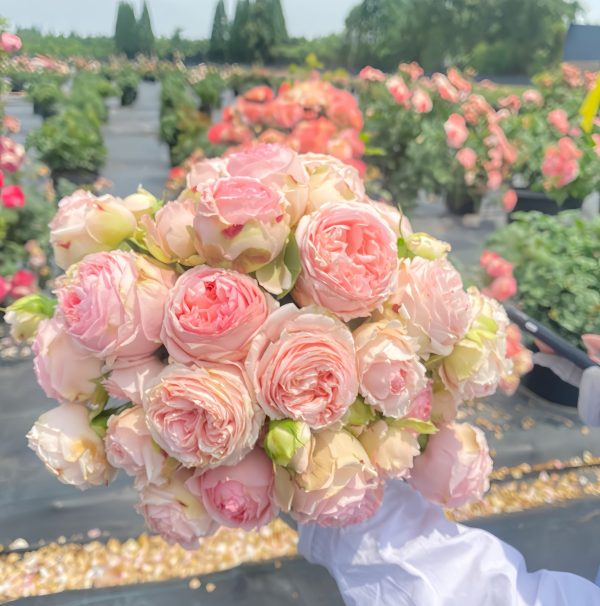 first lady rose plant