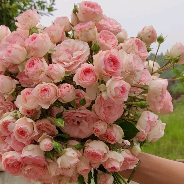 first lady rose for sale