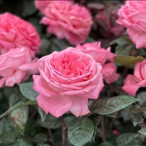 fragonard rose丨Your roses