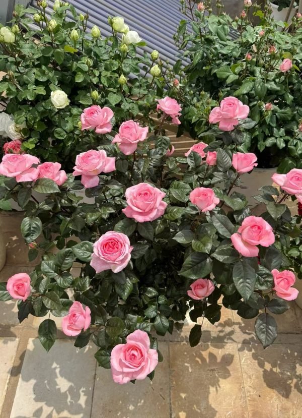 fragonard rose plant丨Your roses