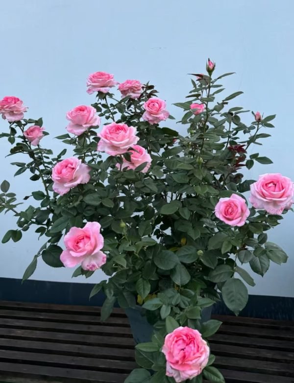 fragonard rose for sale丨Your roses
