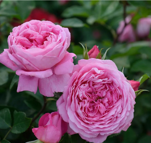 fragonard roses丨Your roses