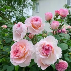 james galway rose丨Your roses