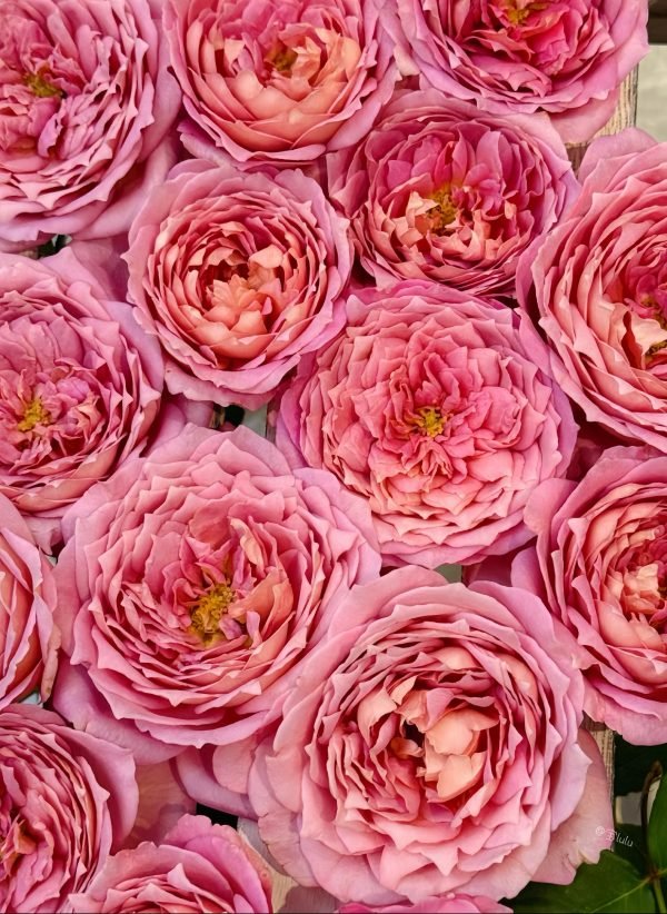 jubilee celebration rose
