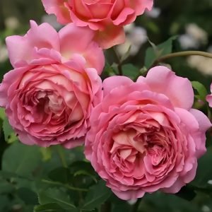 david austin jubilee celebration rose