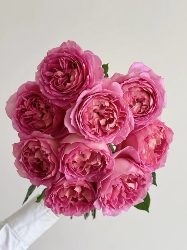 jubilee celebration rose for sale