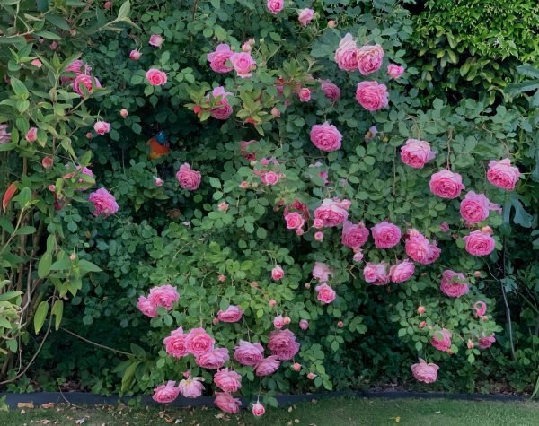 jubilee celebration rose bush