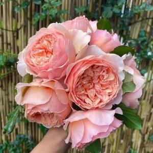 masora rose