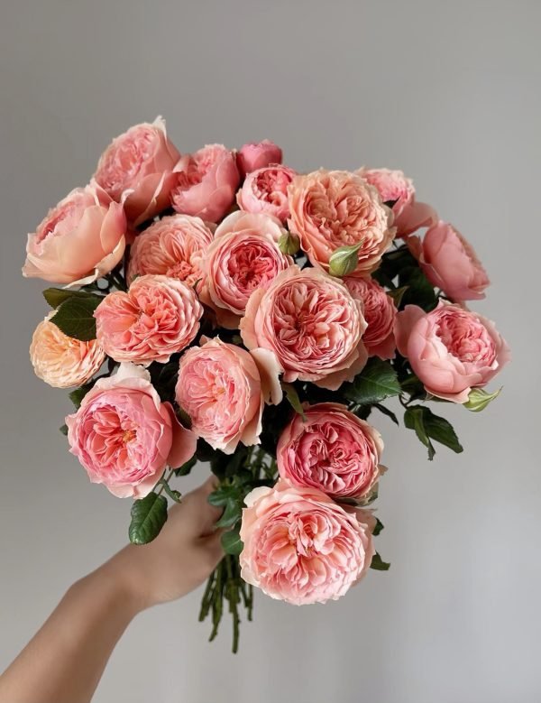 rose masora for sale
