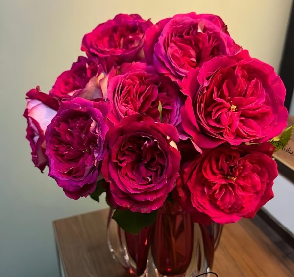 Maxim Roses