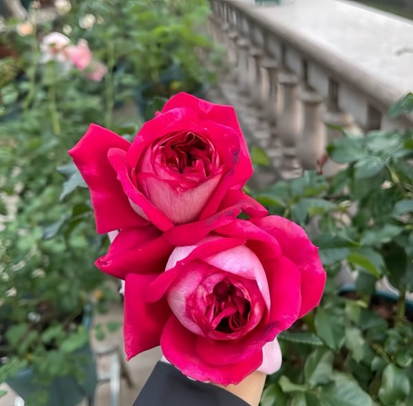 Maxim Rose for sale