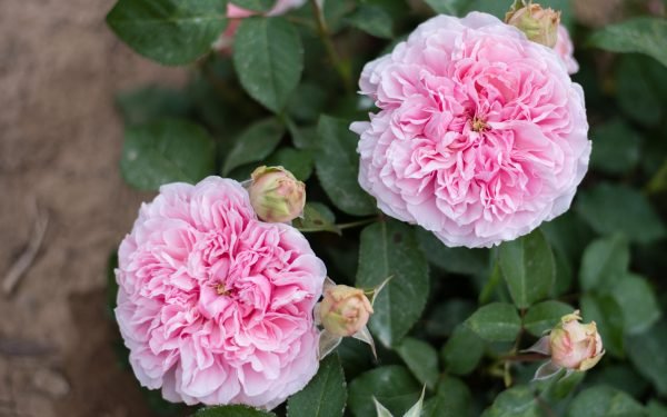 Miranda Rose Plant for sale丨Your roses