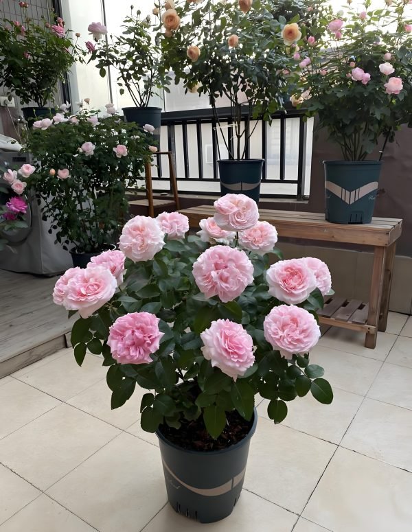 Miranda Rose for sale丨Your roses