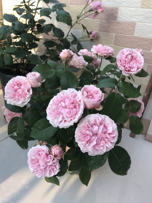 Rose Miranda丨Your roses