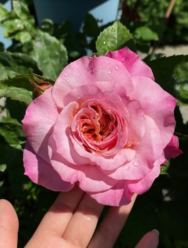 garden rose miyabi