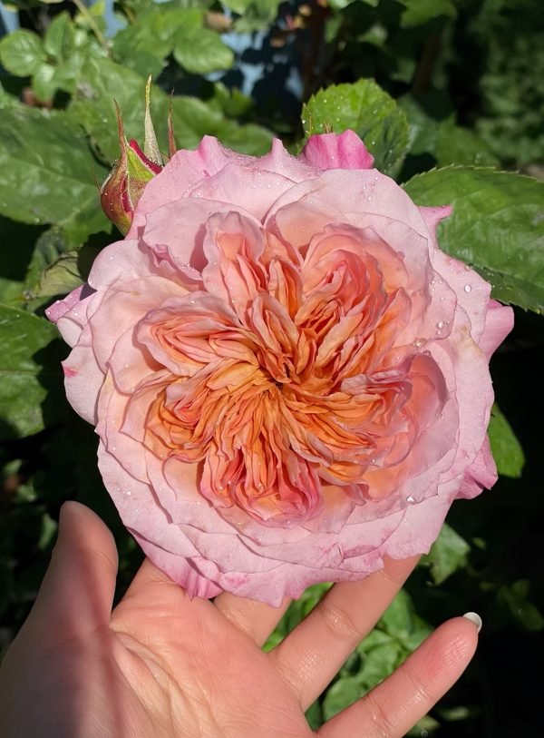 miyabi rose