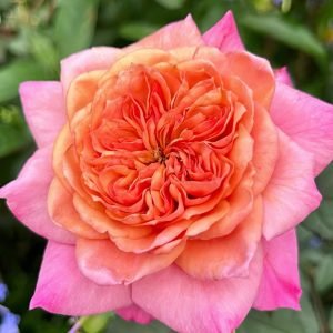 miyabi rose for sale