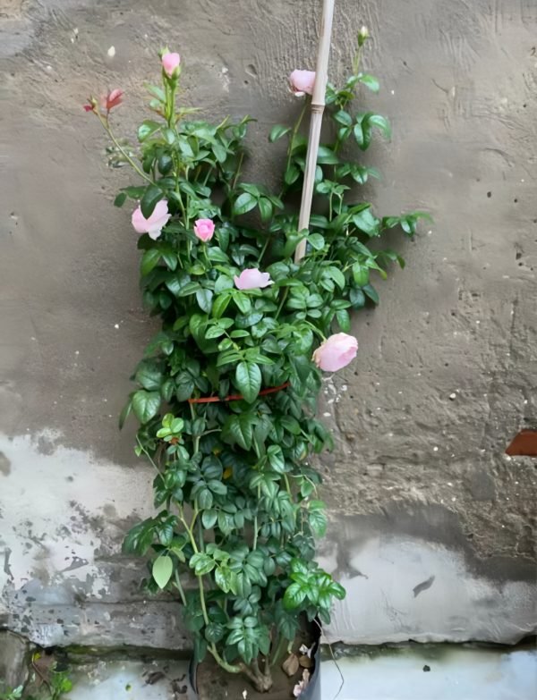 mon coeur rose for sale丨Your roses