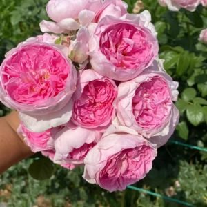 Mon Coeur Rose丨Your roses