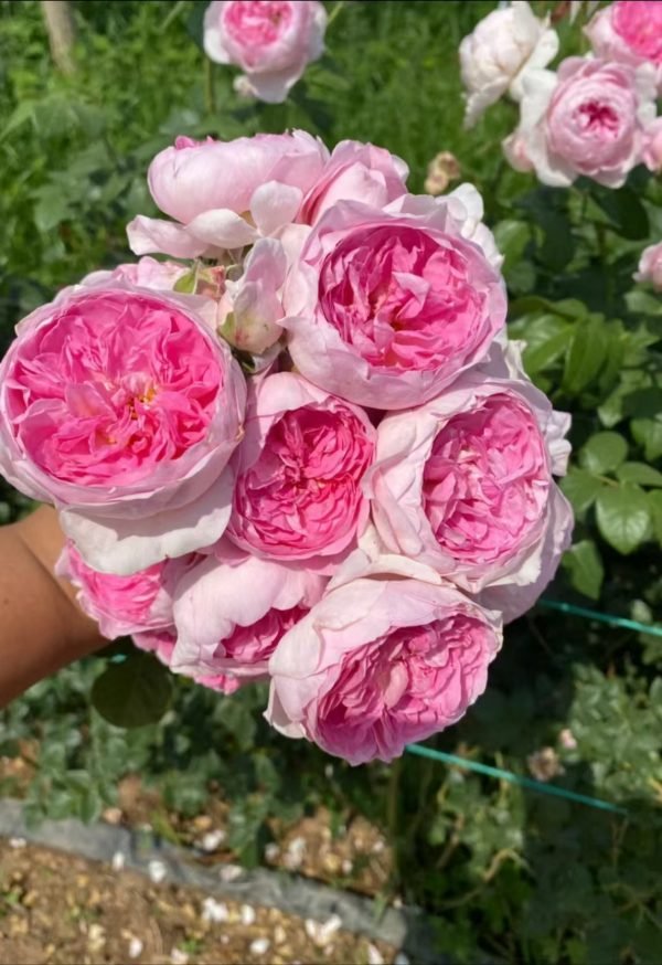Mon Coeur Rose丨Your roses