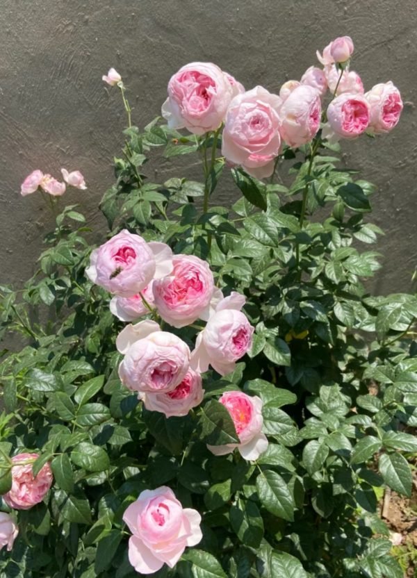 Mon Coeur Rose Plant丨Your roses